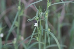 Striga euphrasioides